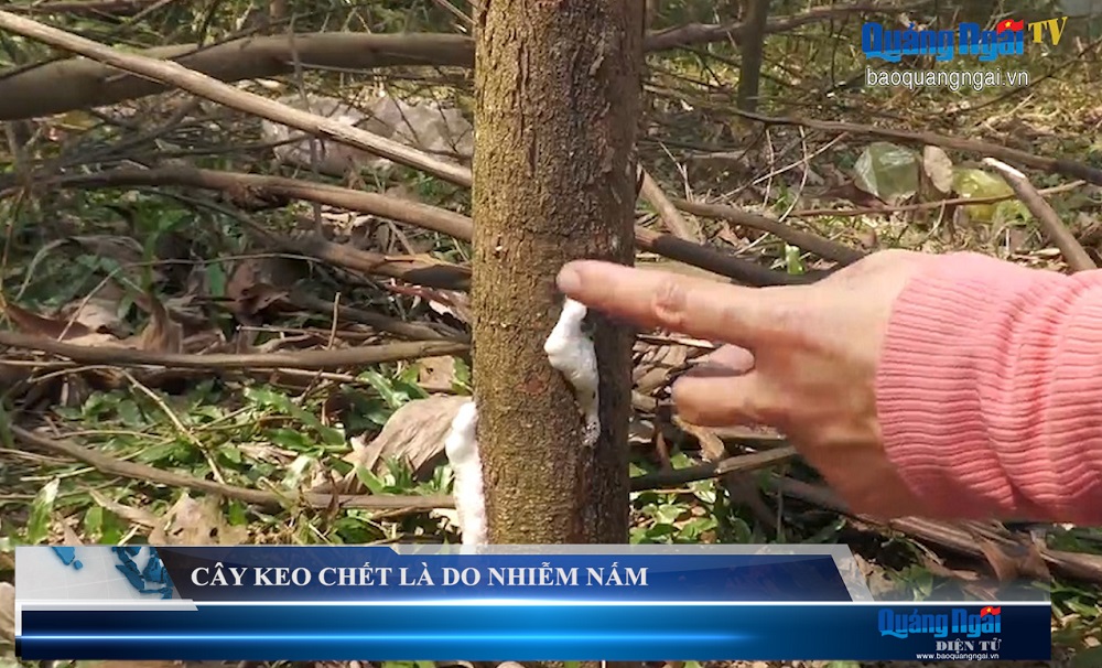 Video: Cây keo chết là do nhiễm nấm 