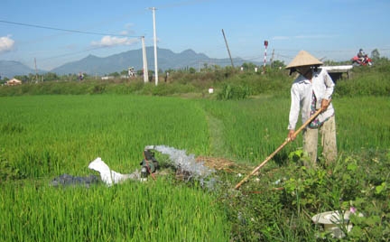 Chuột gây hại ruộng lúa tại tỉnh An Giang