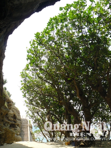  Hàng cây bàng biển trước sân chùa.
