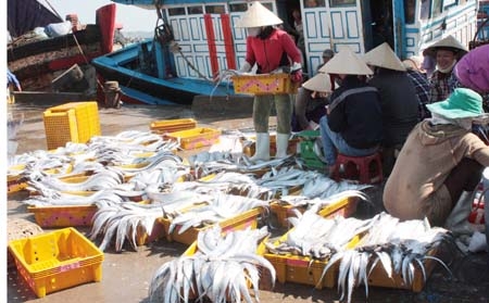 Thương lái thu mua cá ở cảng cá Sa Huỳnh.
