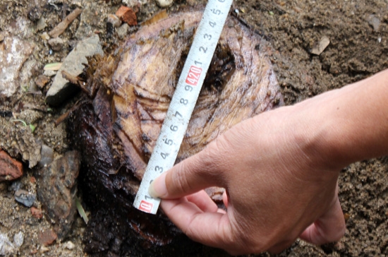 Cây sấu 4 năm tuổi bị chặt hạ lén lút chỉ còn trơ gốc trên đường Quang Trung
