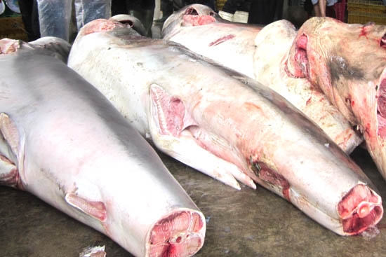 Cá mập mang lại giá trị kinh tế cao cho ngư dân.