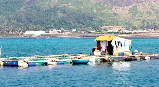 Bè nuôi cá lồng của người dân huyện đảo.