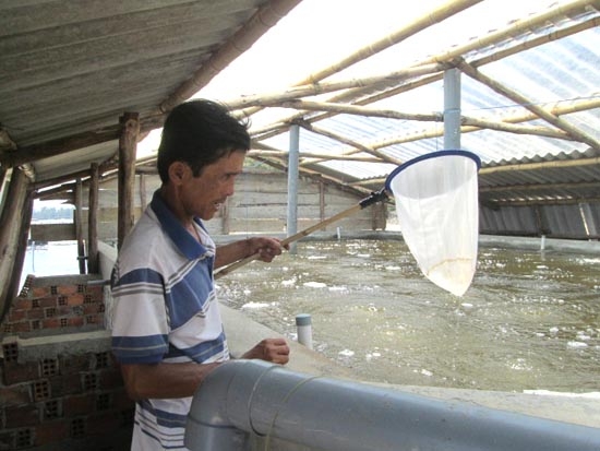 Anh Phạm Văn Sơn, kỹ thuật viên trại tôm của ông Nguyễn Văn đang chăm sóc tôm con theo mô hình ươm tôm trong hồ nhỏ.