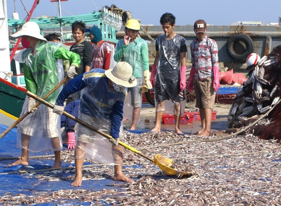  Cơ sở chế biến cá khô của ông Võ Văn Pháp mua cá nục về chế biến bán ra thị trường.