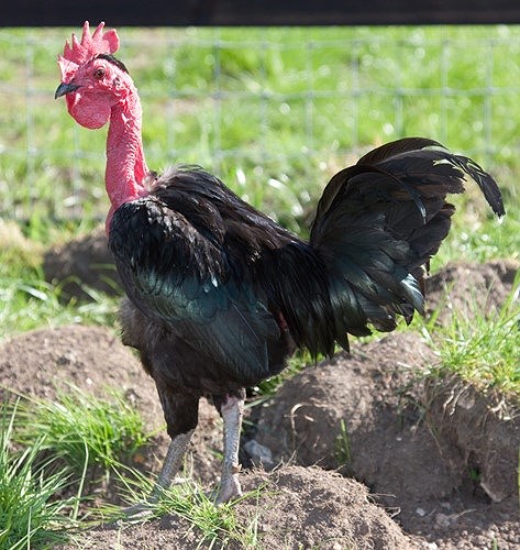  Trước đây người ta từng nhầm tưởng loài gà này là sản phẩm lai giữa gà thường và gà tây nhưng thực ra không phải vậy mà chiếc cổ dài và không có lông của giống gà này là hậu quả của quá trình biến đổi gene ngẫu nhiên. (Ảnh: Kiến thức)