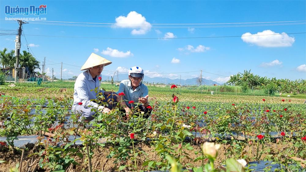 Diện tích đất bãi bồi ven sông đang được nông dân phủ xanh bằng các giống hoa phù hợp, mang lại hiệu quả kinh tế cao.