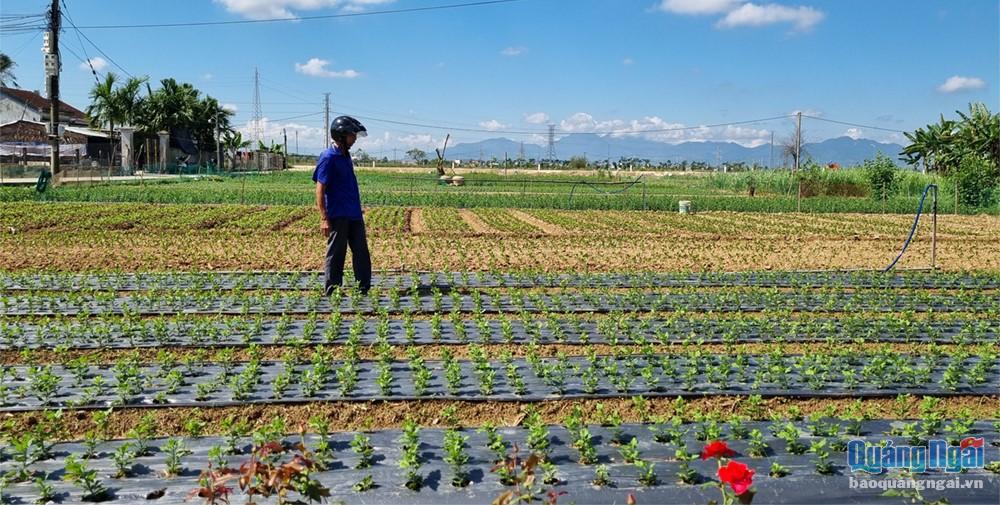 Nhận thấy hiệu quả kinh tế, ông Nguyễn Văn Binh cũng mạnh dạn chuyển đổi đất trồng kém hiệu quả sang trồng hoa cúc.