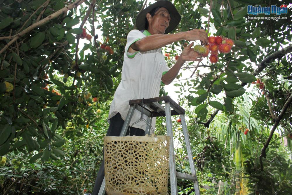 Ông Hiệp đang tranh thủ thu hoạch chôm chôm chín sớm khi giá chôm chôm còn cao.