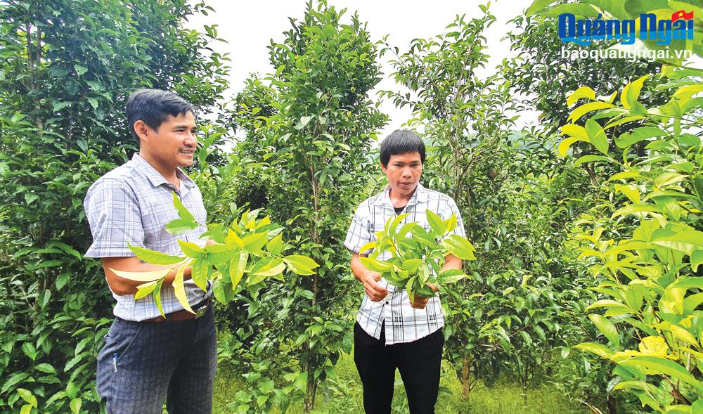 Những người trẻ ở xã Long Hiệp (Minh Long) cùng nhau phát triển cây chè xanh bản địa.    