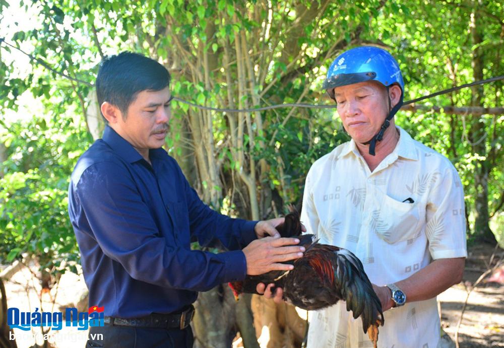 Hiệu quả từ chăn nuôi gà an toàn sinh học