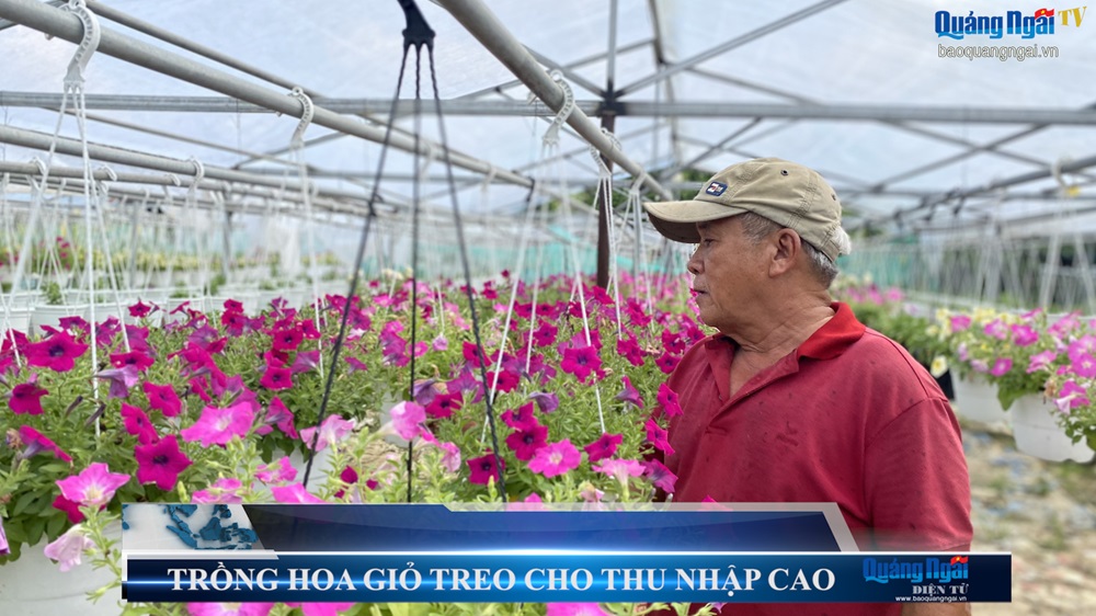 Video: Trồng hoa giỏ treo cho thu nhập cao