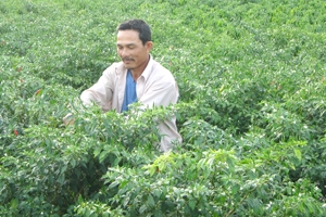 Nông dân Tịnh Châu trồng ớt phủ bạt được mùa.
