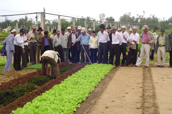 Trạm khuyến nông Bình Sơn hướng dẫn mô hình trồng rau an toàn cho nông dân xã Bình Dương.