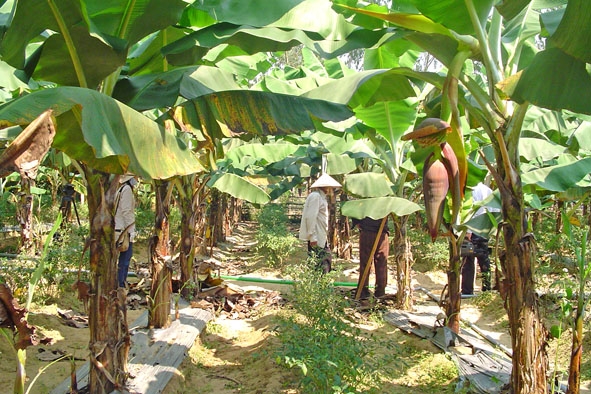 Mô hình trồng chuối phủ bạt đang được nhân rộng ở Bình Sơn.