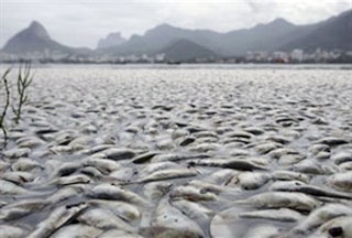 Cá chết hàng loạt bốc mùi hôi thối tại Brazil. 