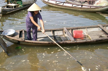Không chịu nỗi mùi hôi thối, người dân Tịnh Long phải dùng ghe để vớt cá chết đem chôn