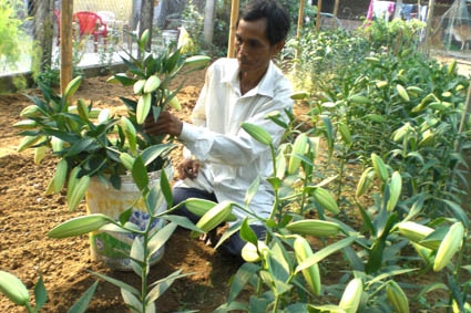 Ông Đồng Rân đang thu hoạch hoa Lyly.