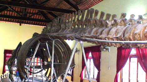 Bộ xương cá voi dài 22m ở Bình Thuận liệu có sánh được "quái vật Biển Đông" ở Lý Sơn (Ảnh: Phạm Nguyệt Diễm).  
