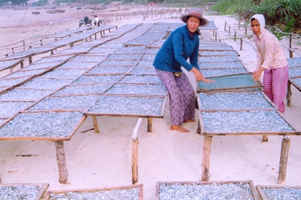 Nghề chế biến cá cơm đã và đang giúp nhiều hộ dân ở xã Bình Châu vươn lên làm giàu.