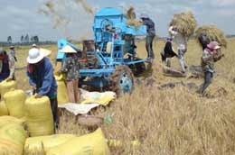 Các tỉnh đồng bằng sông Cửu Long đang thu hoạch rộ lúa hè thu.