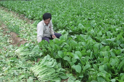 Mô hình rau sạch của nông dân xã Nghĩa Dũng (TP.Quảng Ngãi).