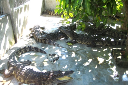 Mô hình nuôi cá sấu của ông Nguyễn Bá Dư ở Đức Lân (Mộ Đức) 
