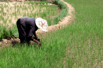 Bà Đinh Thị Nót đang cố gắng chăm sóc lúa. 
