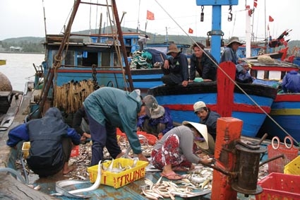 Ngư dân Sa Huỳnh được mùa cá.      