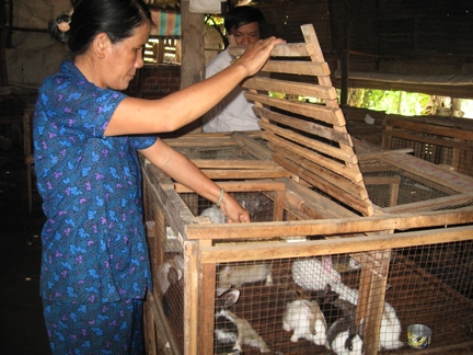 Bà Hồng đang chăm sóc đàn thỏ con.