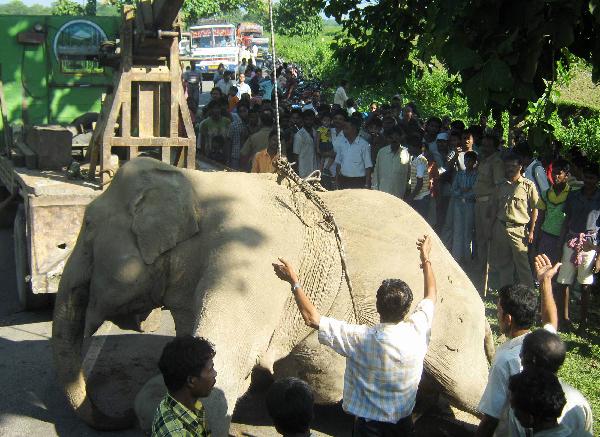 Lực lượng kiểm lâm và dân làng gần đó đang di chuyển xác của 1 trong số 7 cá thể voi bị đâm chết. (Ảnh: Xinhua/AFP) 