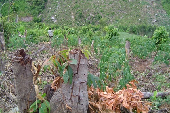 Nhiều cây rừng bị triệt hạ để nhường đất cho cây mì