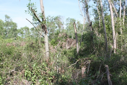 Hàng chục ha rừng bị phá tan hoang