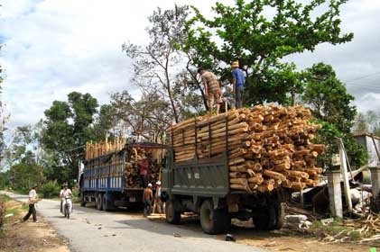 Người dân Trà Bồng thu hoạch keo bán cho các nhà máy dăm gỗ.