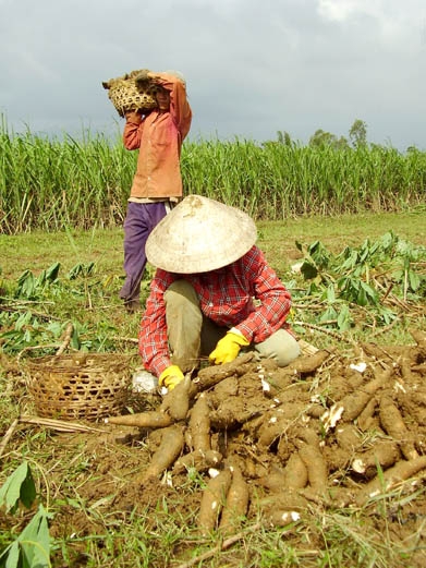Nông dân Bình Minh, huyện Bình Sơn thu hoạch sắn