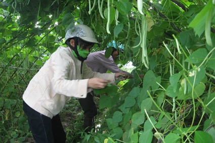 Nông dân Tịnh Long đang thu hoạch rau đậu bán Tết.  