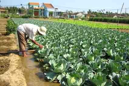Nhờ công tác khuyến nông, nhiều cánh đồng rau ở huyện Sơn Tịnh cho năng suất cao.  