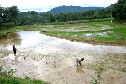  Nông dân xã Sơn Mùa (Sơn Tây) cấy lúa vụ đông xuân năm 2011.