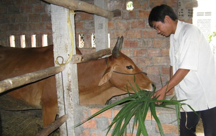 Chăn nuôi bò – một trong những hướng phát triển đã mang lại cơ hội làm giàu cho triệu phú thanh niên Nguyễn Tấn Tài.
