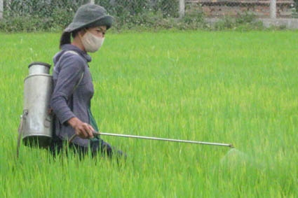 Đại đa số nông dân khi phun thuốc trừ sâu để diệt sâu bệnh cho cây trồng thiếu trang bị bảo hộ. Ảnh QNĐT