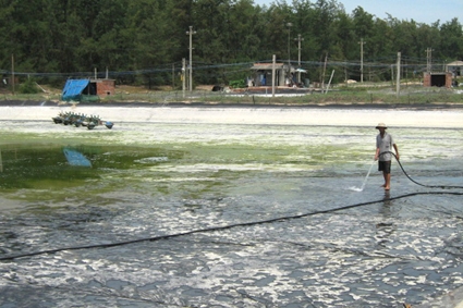 Nhiều hồ nuôi tôm ở Đức Phong bị dịch bệnh, người nuôi tôm đã cải tạo lại ao hồ.