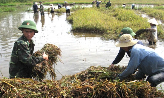 Ruộng lúa ở vùng trũng sông Thoa luôn đối mặt với tình trạng ngập úng. Trong ảnh: Bộ đội giúp nông dân xã Đức Phong vớt lúa.