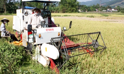 Máy gặt, đập liên hợp của ông Trần Mùa đang thu hoạch lúa trên đồng Hành Thiện.