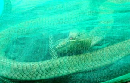 Một con rắn chúa nặng gần 4 kg