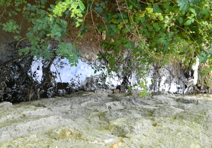 Nước thải cơ sở chế biến đổ ra sông cây Bứa