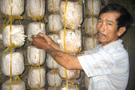 Thông qua các lớp đào tạo ngắn hạn, nông dân Sơn Tịnh đã biết trồng nấm cho thu nhập cao.