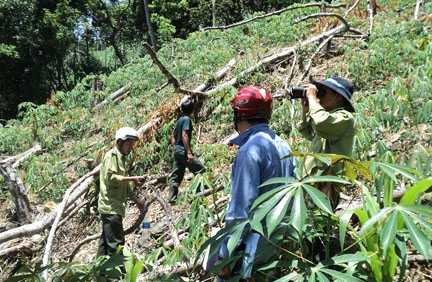 Lực lượng kiểm lâm Sơn Hà kiểm tra tình trạng phá rừng keo phòng hộ tại xóm Gò Gia, thôn Gò Ra xã Sơn Thành