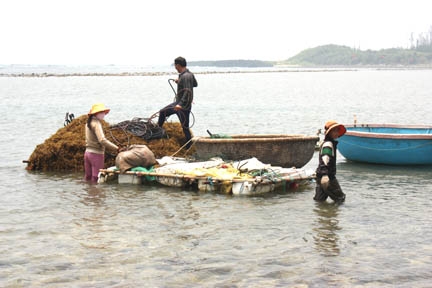 Những đứa trẻ theo cha đi vớt rong biển ở Gành Cả, thôn Châu Thuận Biển, xã Bình Châu