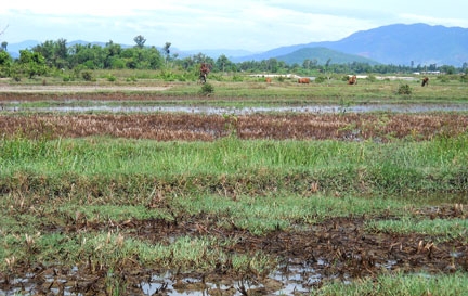  Ruộng nhiễm mặn bị bỏ hoang ở xã Phổ Quang.