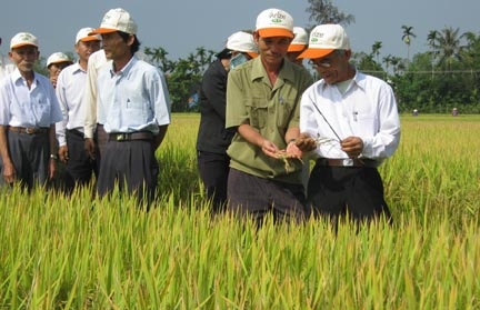 Nông dân tham quan cánh đồng lúa lai (đạt hơn 90 tạ/ha) tại xã Đức Thắng.